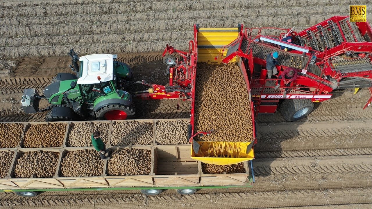 Rübenernte in der Hildesheimer Börde - Lohnunternehmen HüMaF im Ernteeinsatz - Sugarbeet harvesting