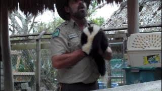 Skunk Spray