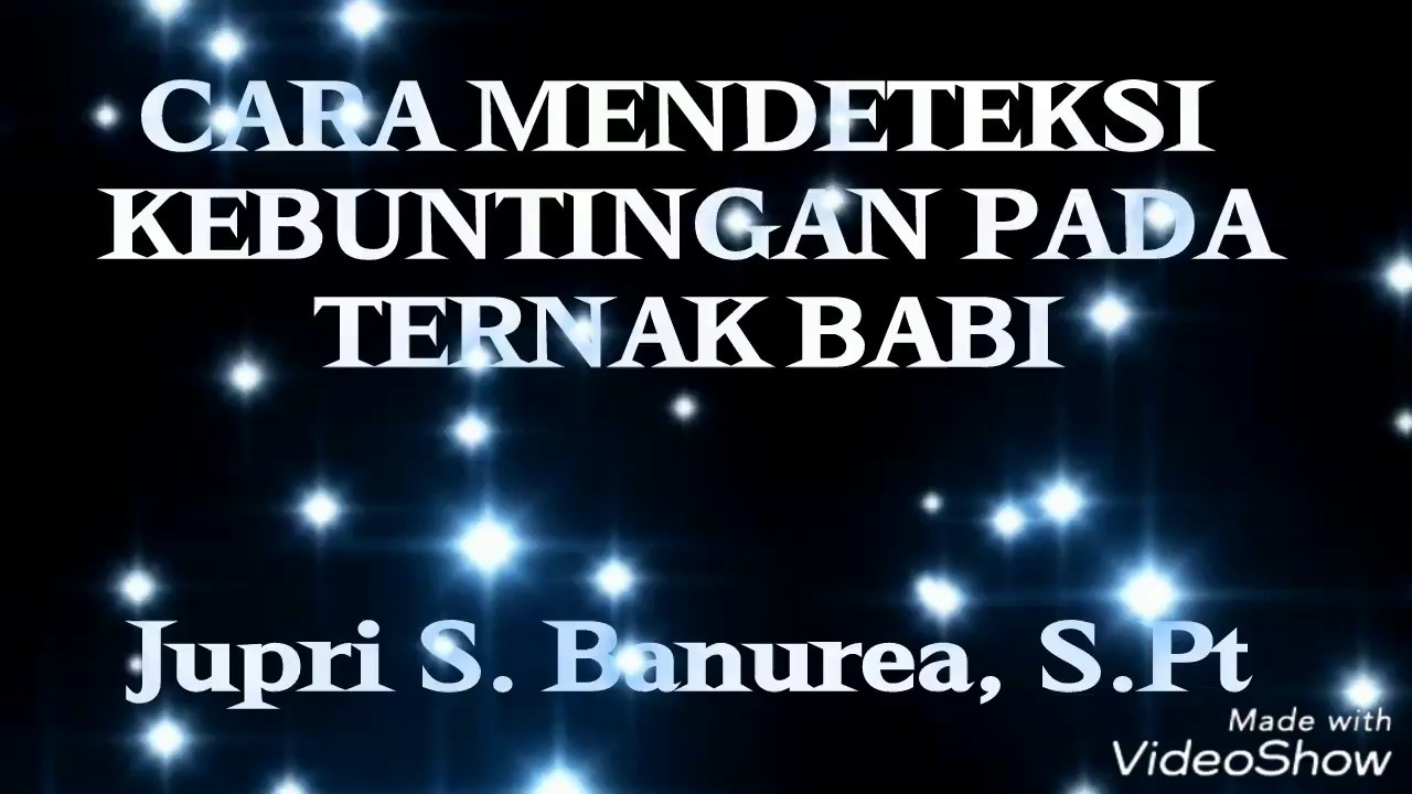 Babi penyu untuk pertama kalinya: jadual waktu, jadual, tanda
