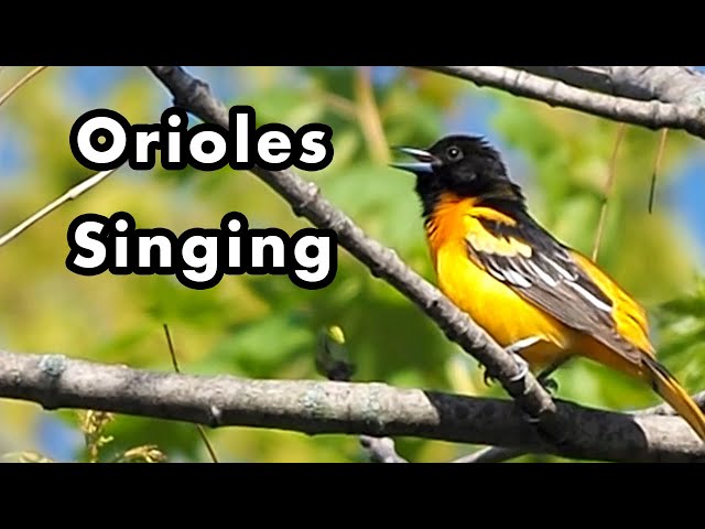 Seperti Apa Suara Oriole? - Panggilan dan Suara Burung Baltimore Oriole - Efek Suara class=