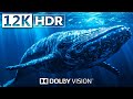 1500 animals of ccean 12kr 120fps dolby vision  underwater world marine life relaxation