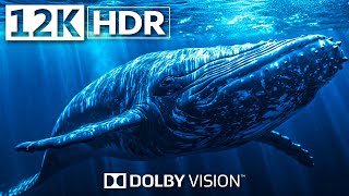 1500 Animals of Ccean 12K HDR 120fps Dolby Vision | Underwater World, Marine Life, Relaxation by 8K Earth 10,995 views 3 days ago 2 hours, 8 minutes