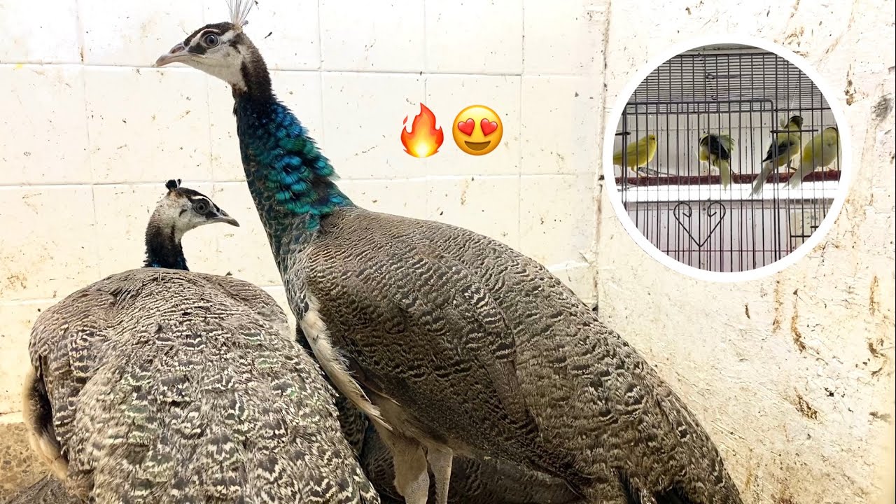 بيع وشراء أنواع الحيوانات 🕊🔥🦥 أسواق السيب محافظة مسقط 🇴🇲