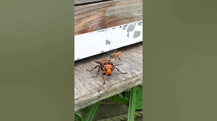 Clever Honeybee Dodges Giant Hornet and Slips Into Hive