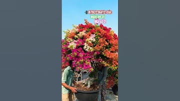 Ngũ sắc thái tàn siêu to khủng..#shortvideos