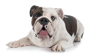 English Bulldog Breed: Pros & Cons