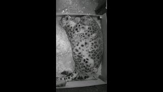 Снежные барсы. Snow leopards