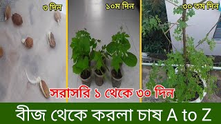 বীজ থেকে করলা চাষ পদ্ধতি A to Z । Korola  Chas|Bitter Gourd Cultivation | Corolla Chas