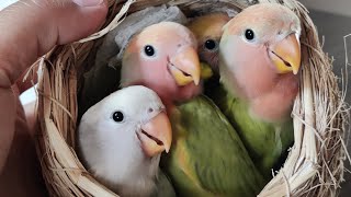 30 Days Old Lovebird Babies by 叶子慢生活 103 views 1 year ago 51 seconds