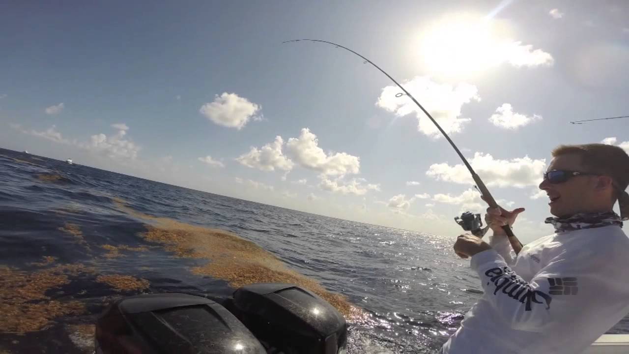 MAHI MAHI Fishing in Miami Team Offshore Asset YouTube
