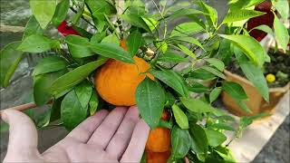 :  (Dekopon, citrus Sumo) /   (Tangor Ortanique)