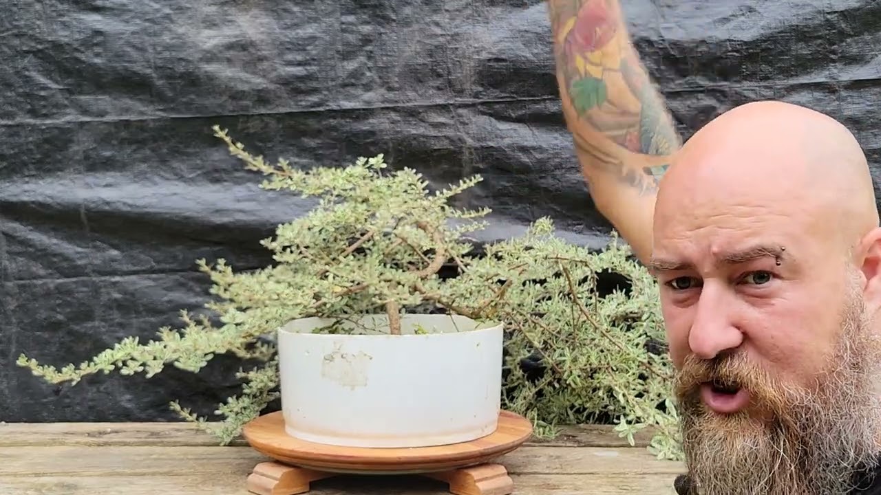 künstliche azalee Künstliche Azaleenpflanze im Blumentopf Stan – H31 x Ø26 cm – Rot main image 1