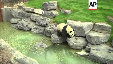 Newly arrived pandas make public debut