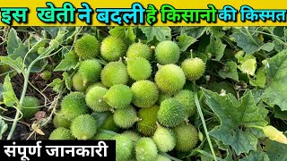 इस सब्जी की डिमांड मार्केट में पूरा नहीं कर पाता किसान, तभी तो मिलता है मुंह मांगा रेट