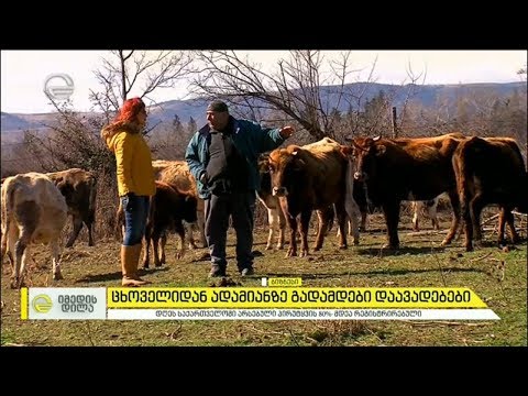 ცხოველიდან ადამიანზე გადამდები დაავადებები