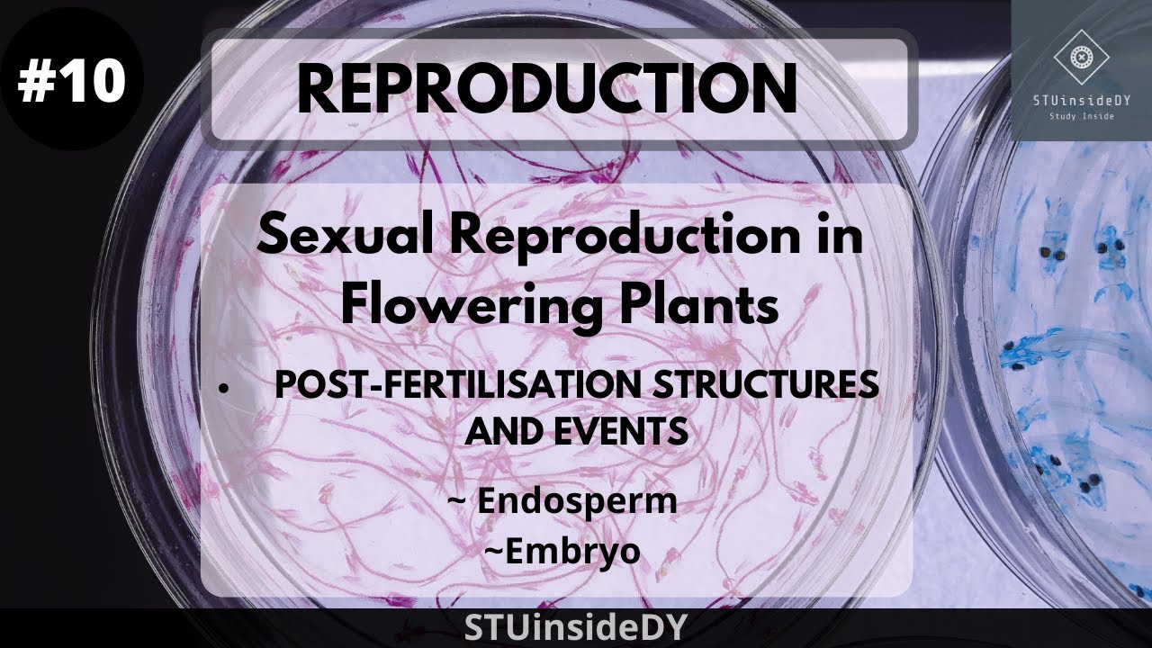 Reproduction in Flowering plants Endosperm / Embryo Unit 6