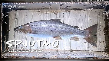 Monitoring fish migration in the 560-metre Spjutmo fishway