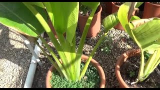 الموز الكاذب نبات  اوالنخل المسافر Ravenala madagascariensis