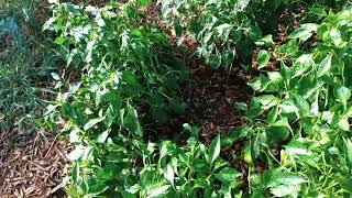EAST TX GARDEN 903