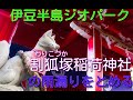 伊豆半島ジオパーク 割狐塚稲荷神社の雨漏りとめます