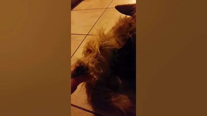 My female dog nursing baby kitten I rescued