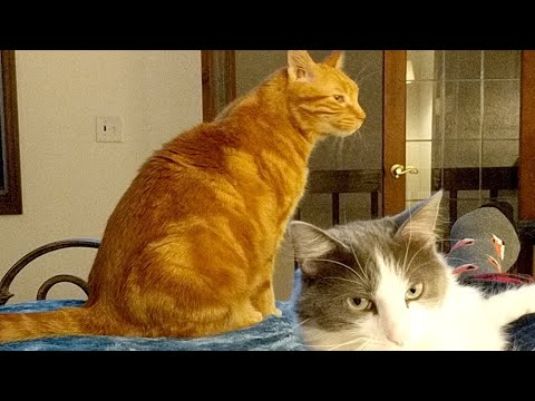 cats inn Kitten Close Up 2018-12-02