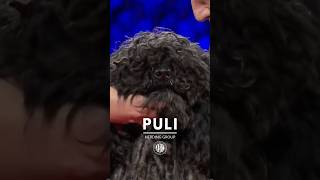 Meet the Puli