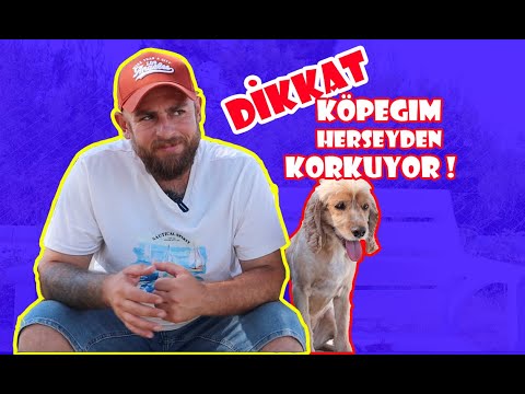 KÖPEĞİM HER ŞEYDEN KORKUYOR (KÖPEKLERDE KORKU EVRELERİ) #köpekeğitimi #korkanköpekler