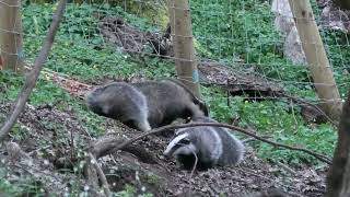 Wild Scottish Badgers  trouble with cubs
