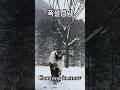 최고의 계절❄️일년내내 겨울이었으면🤍#집밖으로캠핑장