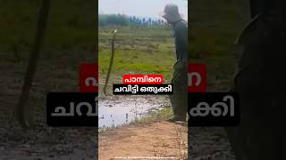 പാമ്പിനെ ചവിട്ടികൂട്ടി ഒരു പരുവമാക്കി