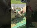 実はヤギもいます🐐