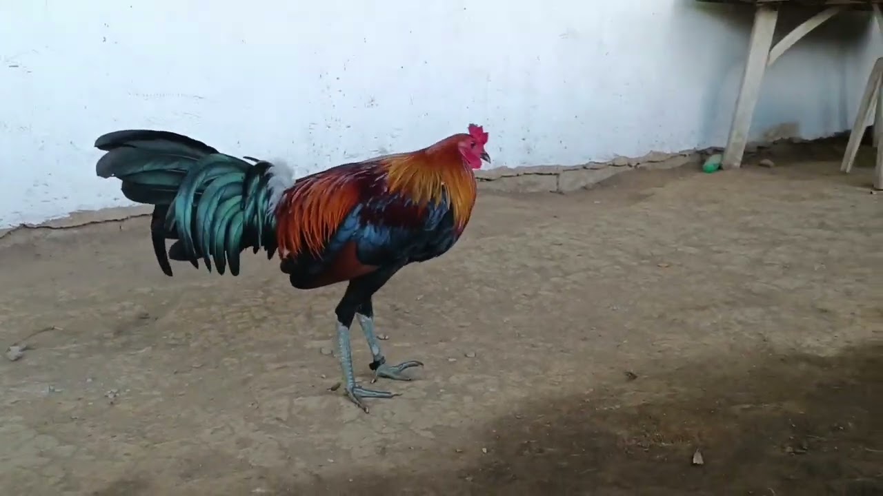 GILMORE HATCH LIVESTRONG FARMS