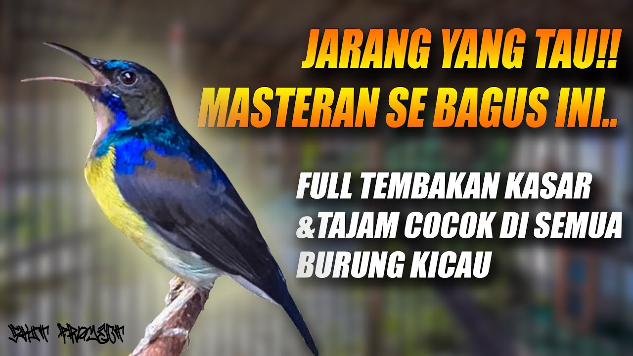 NYESEL BARU TAU SEKARANG!! MASTERAN SUARA KOLIBRI KELAPA MANGGAR GACOR FULL ISIAN TEMBAKAN NGECRET