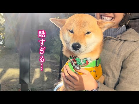 This Shiba Inu is so cute, sulking after being left alone