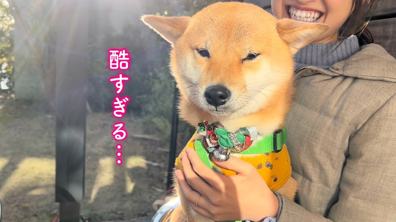 ひとり放っておかれて拗ねちゃった柴犬が可愛い