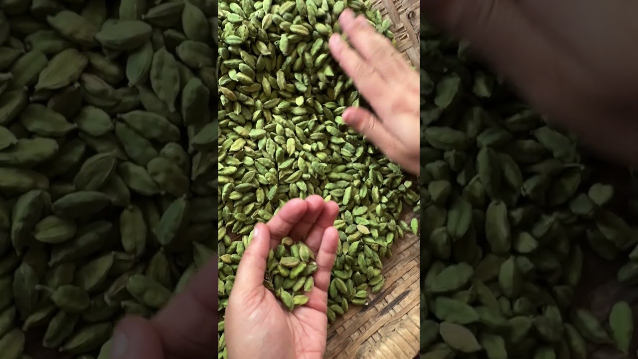 Cardamom cleaning ￼☘️ 