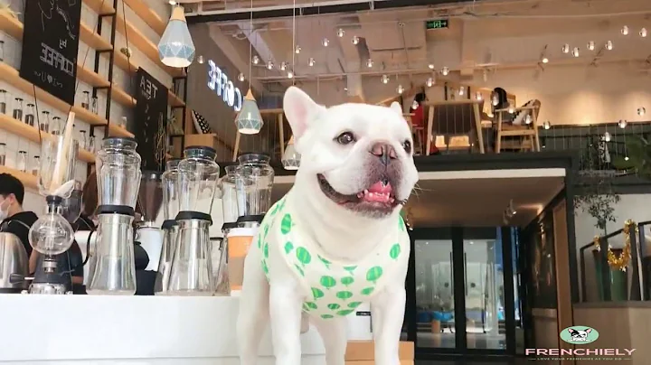 dog summer cooling vest shirt for bulldogs