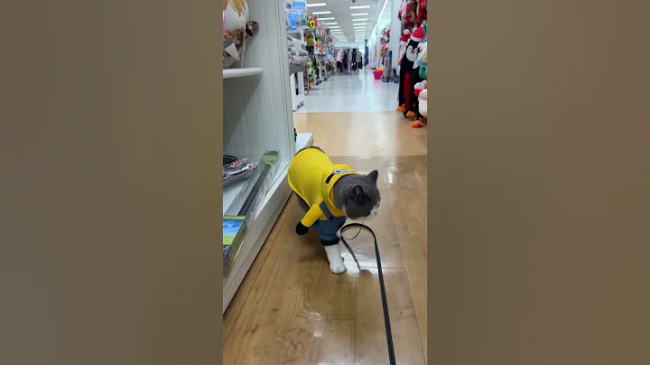 Video 9739701: british shorthair boy, adorable british shorthair