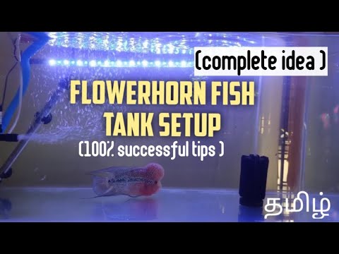 Flowerhorn fish tank setup | Complete Tips for a Beginner | Aquapets & farm
