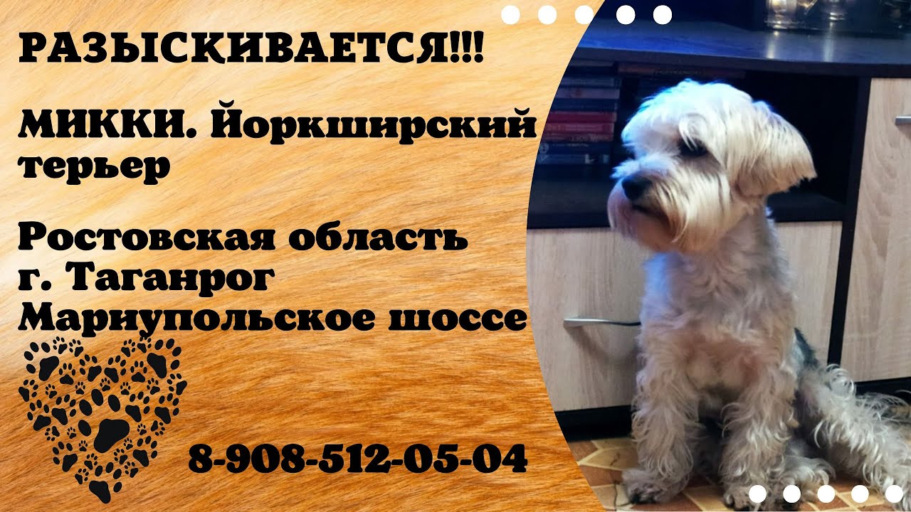 Пропала собака ! МИККИ. Йоркширский терьер Ростовская обл. г.Таганрог ...