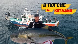 В погоне за Крупной рыбой, Рыбалка на Желтохвоста.