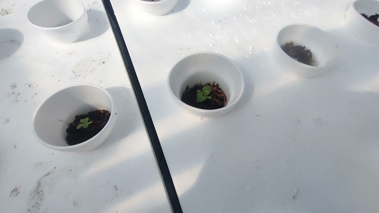 Dabbi lettuce by enza zaden 15 days after sowing