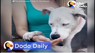 Dog Rescue: Dog Tied Up for Weeks After Owner Passes: Best Animal Videos | The Dodo Daily