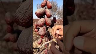 This Is How Dates Are Cultivated In China