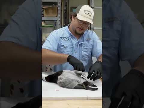 Prepping birds for