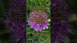 Hz.muhammed Sav...cennet..