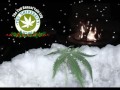 Marijuana Yule Log