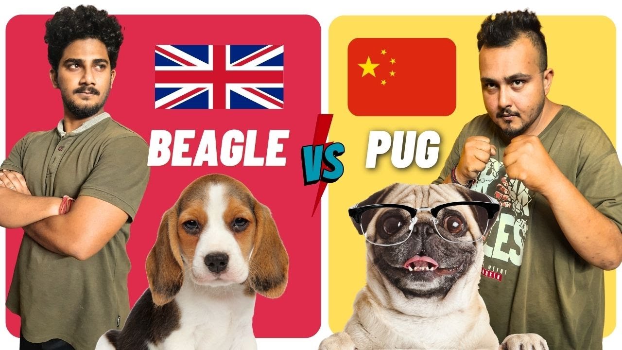 Beagle Vs Pug Beagle vs Pug Comparison Dog vs Dog In Hindi YouTube