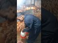 የ ስጋ ዶሮ Business 